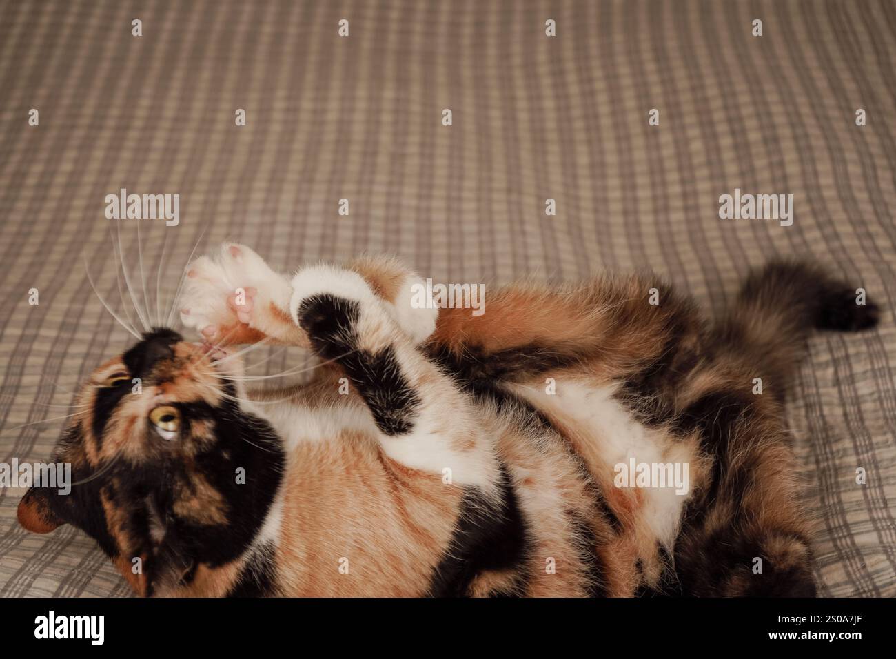 A playful cat lounges on the bed, enjoying a moment of fun. Its playful movements bring energy to the calm surroundings. The soft bedding adds to the Stock Photo