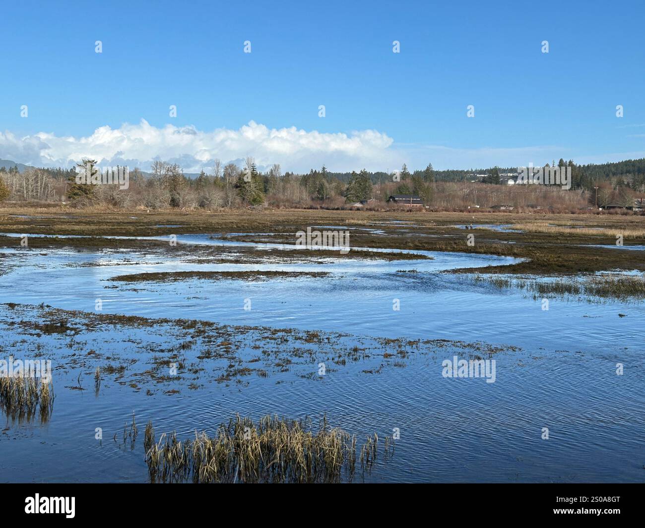 Union River estuary at the Mary E. Theler Wetlands Nature Preserve in Belfair, Washington, USA. Salmon spawning area at end of Hood Canal. - Smartphone Captured Stock Image