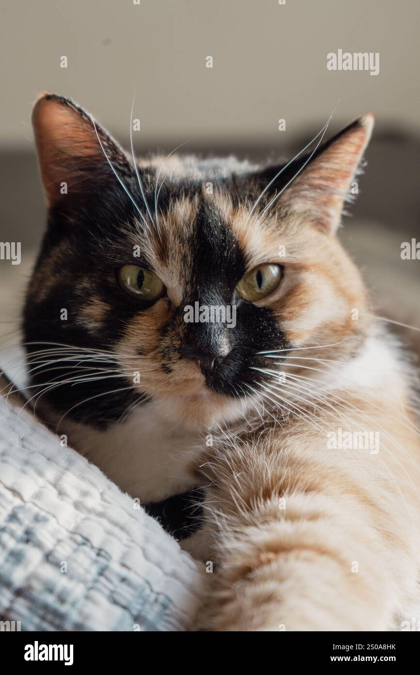 A Cute Striped Fluffy Cat Opens Its Mouth Wide Showing Teeth And Pink