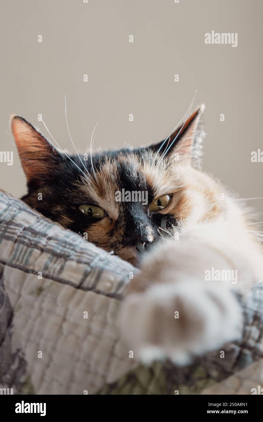 A Cute Striped Fluffy Cat Opens Its Mouth Wide Showing Teeth And Pink