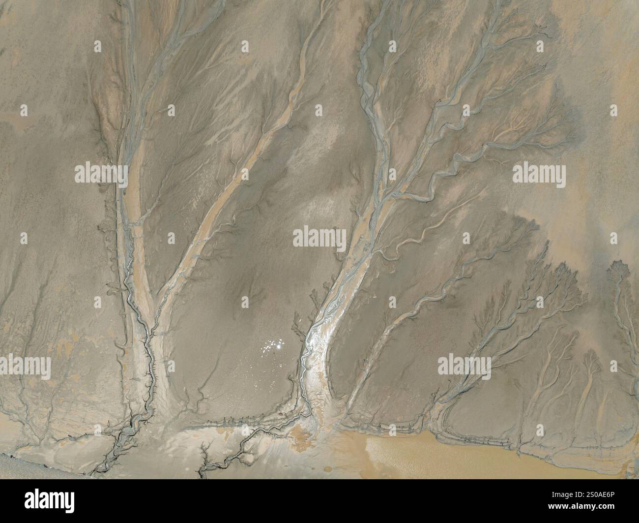 Tidal trees are seen on the Qiantang River in Jiaxing, Zhejiang ...