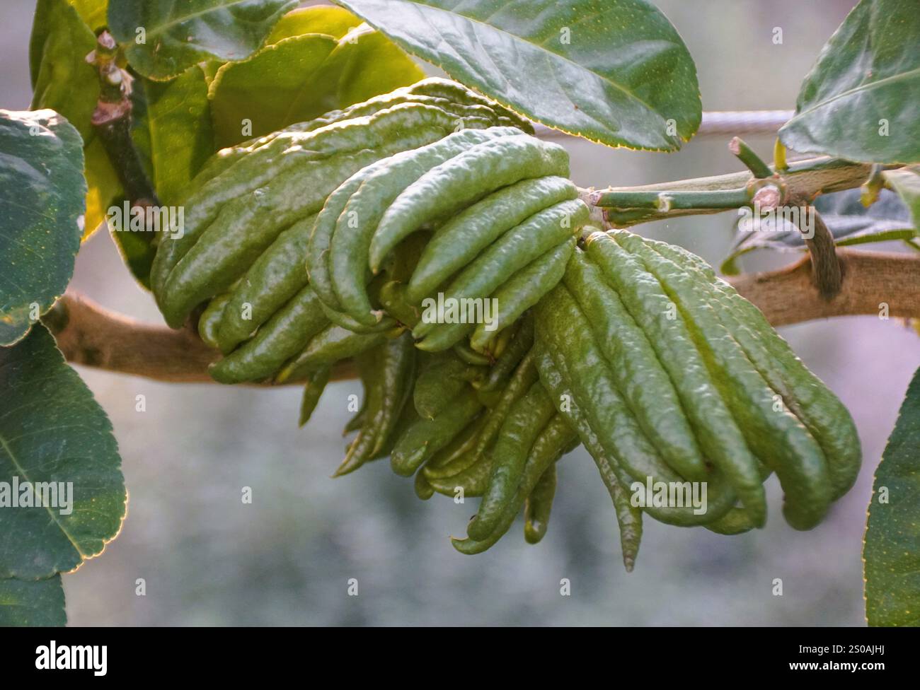 Closeup of the unique shape of Fingered Citron with scientific name Citrus medica Stock Photo