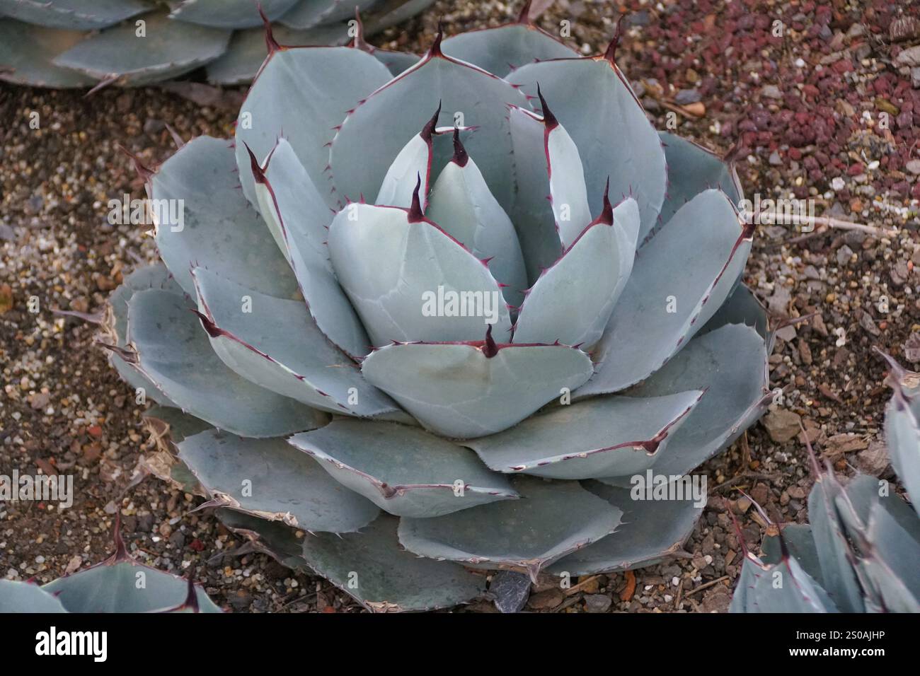 The unique pattern of Artichoke Agave with scientific name Agave parryi var truncata Stock Photo