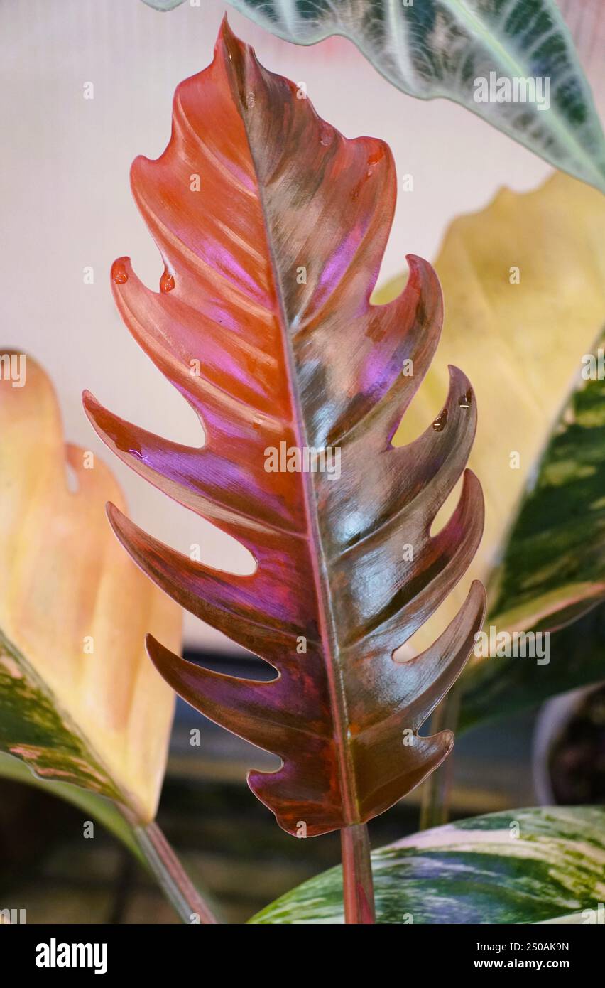 Beautiful pink and dark red variegated leaf of Philodendron Caramel Marble,  a rare and expensive tropical plant Stock Photo - Alamy