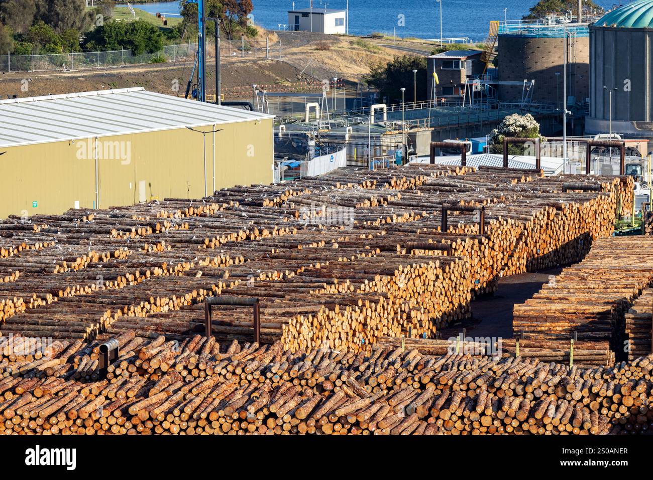 Exporting Timber Hobart Tasmania, timber logging supplies ready for export, timber is ...