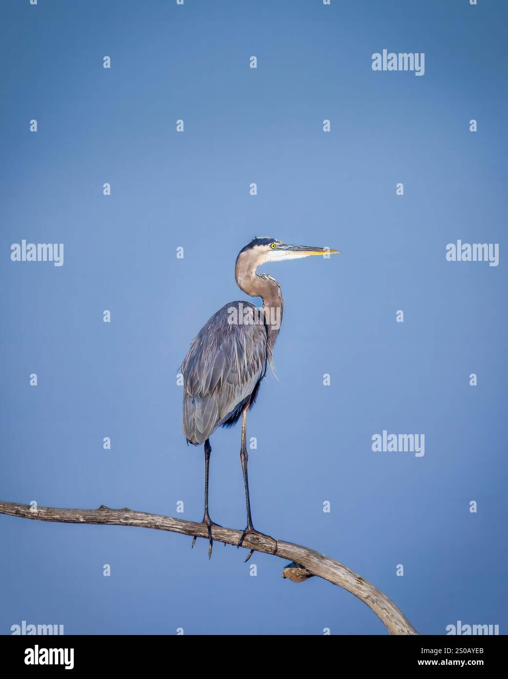A large bird is perched on a branch in front of a blue sky. The bird is standing on a thin branch, which is barely visible in the image. The bird appe Stock Photo