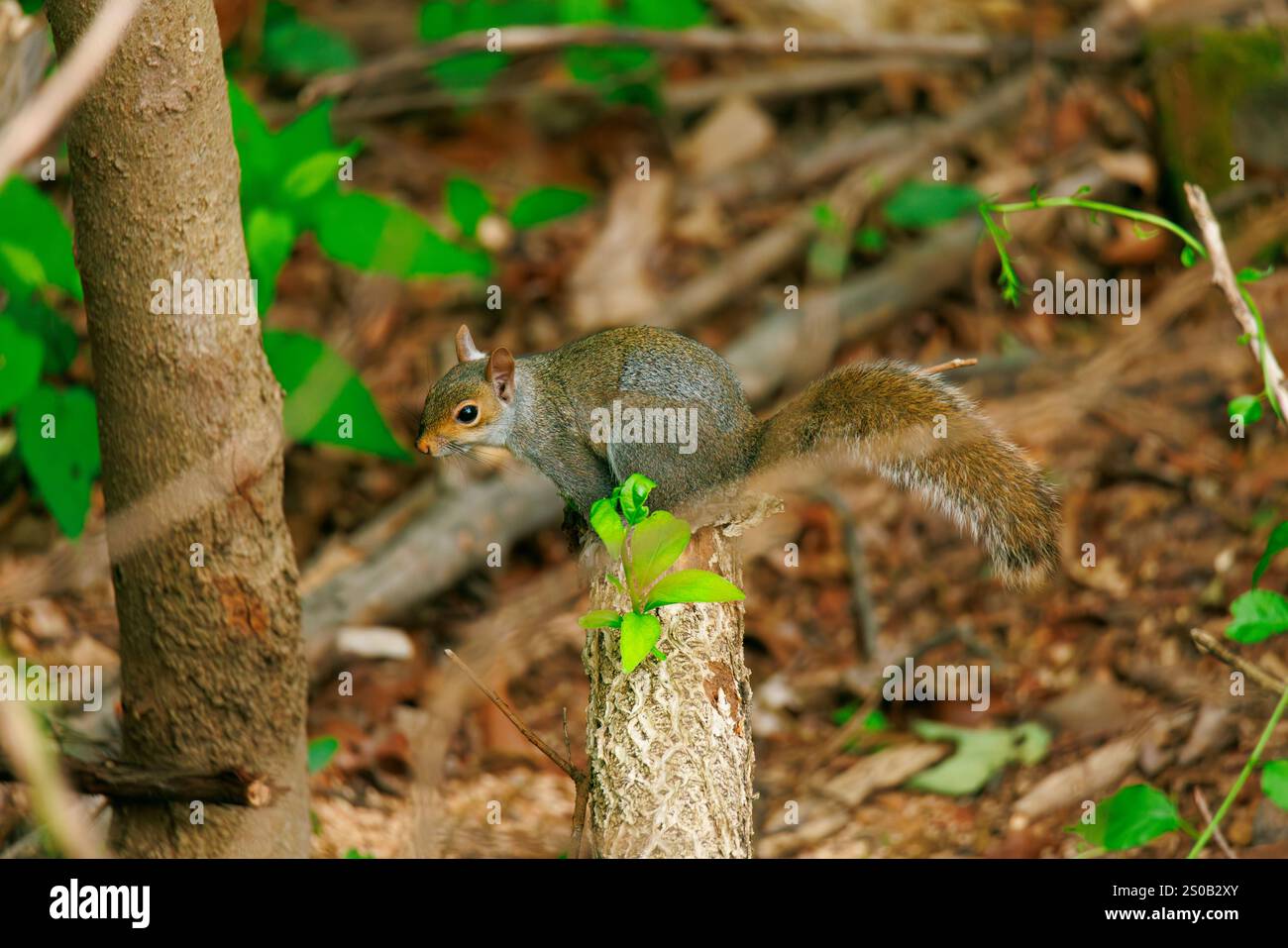 Squirrel on tree trunk Stock Photo