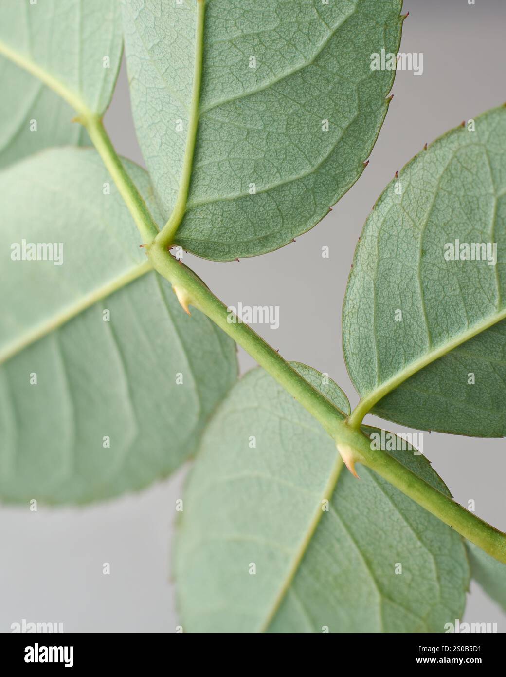 close-up macro view of rose stem with leaves and small thorns attached, leaves are light green color with smooth velvet texture, taken gray background Stock Photo