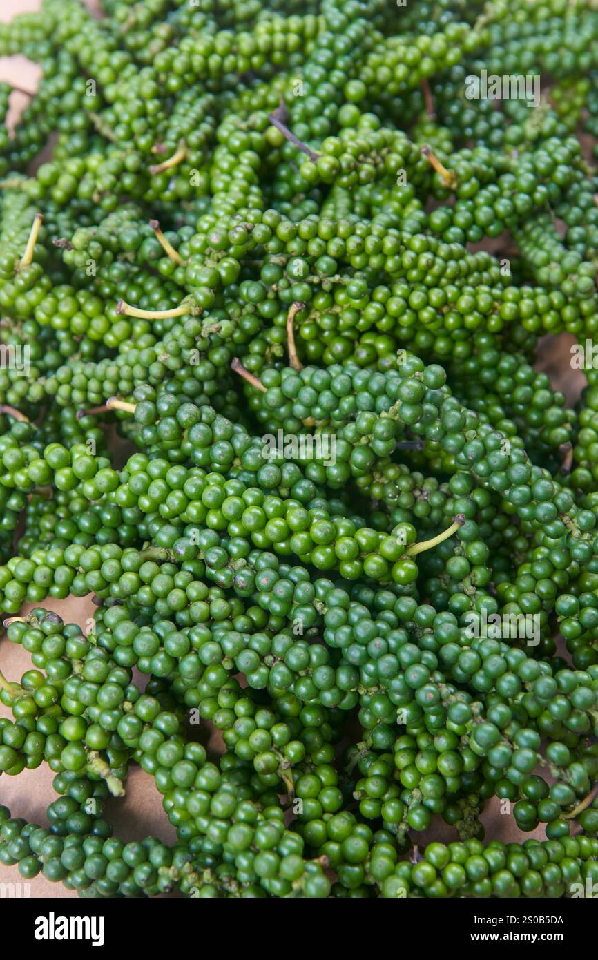 pile of harvested fresh green peppercorns laid for sun drying, traditional method to process and turn into black pepper spice, soft focus Stock Photo