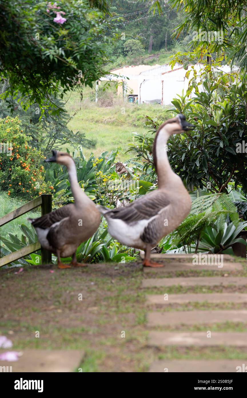 Geese Setting Peaceful farm scene with graceful geese strolling through lush greenery ...