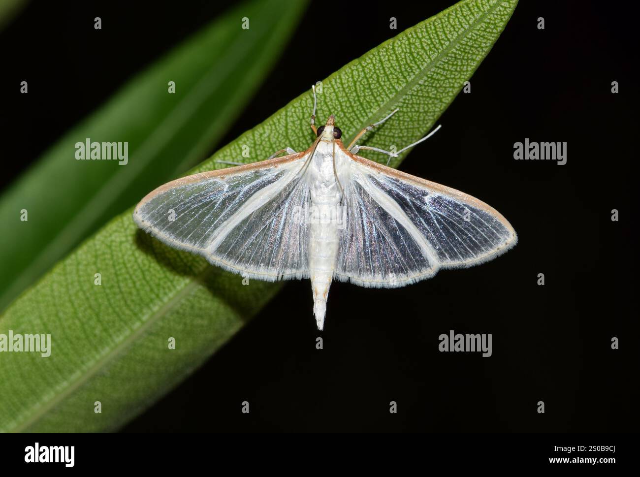 Oleander Insect Four-spotted Palpita Moth Palpita quadristigmalis insect oleander leaf ...