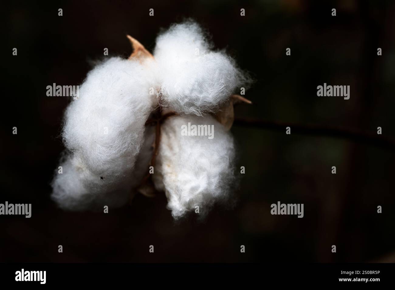 Cotton plant india hi-res stock photography and images - Alamy