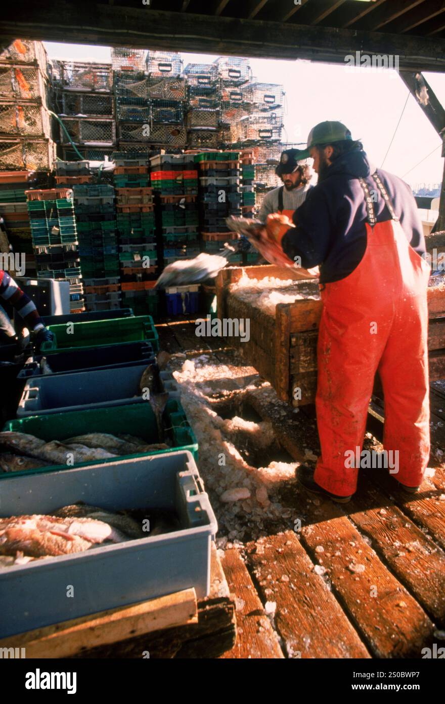 Unloading Fish Unloading fish hi-res stock photography and images - Alamy