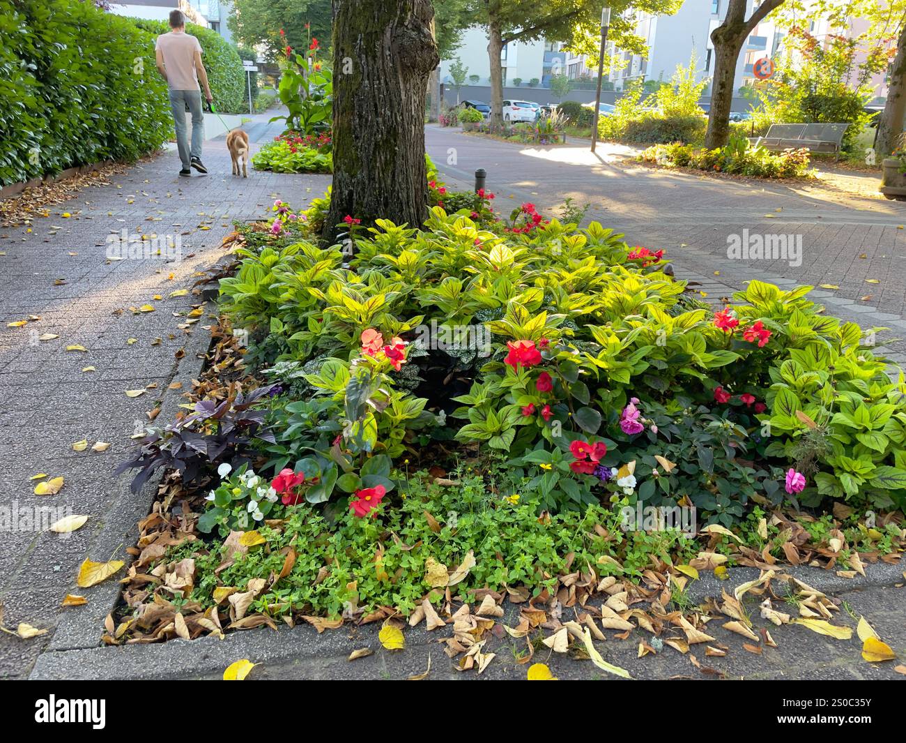 Tree pit garden for urban greening and climate adaptation. Small garden ...
