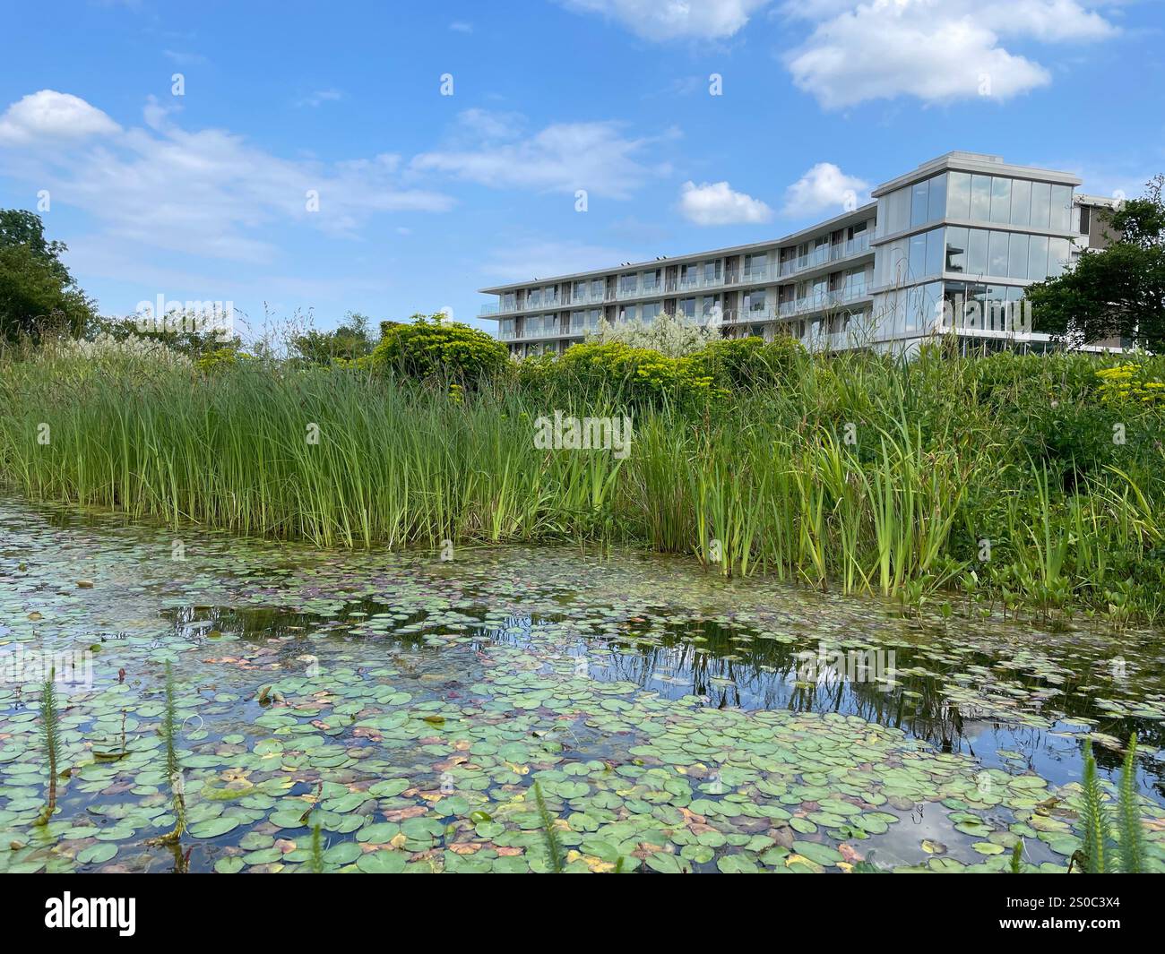 View of Urban green oasis for climate adaptation and biodiversity, city ...