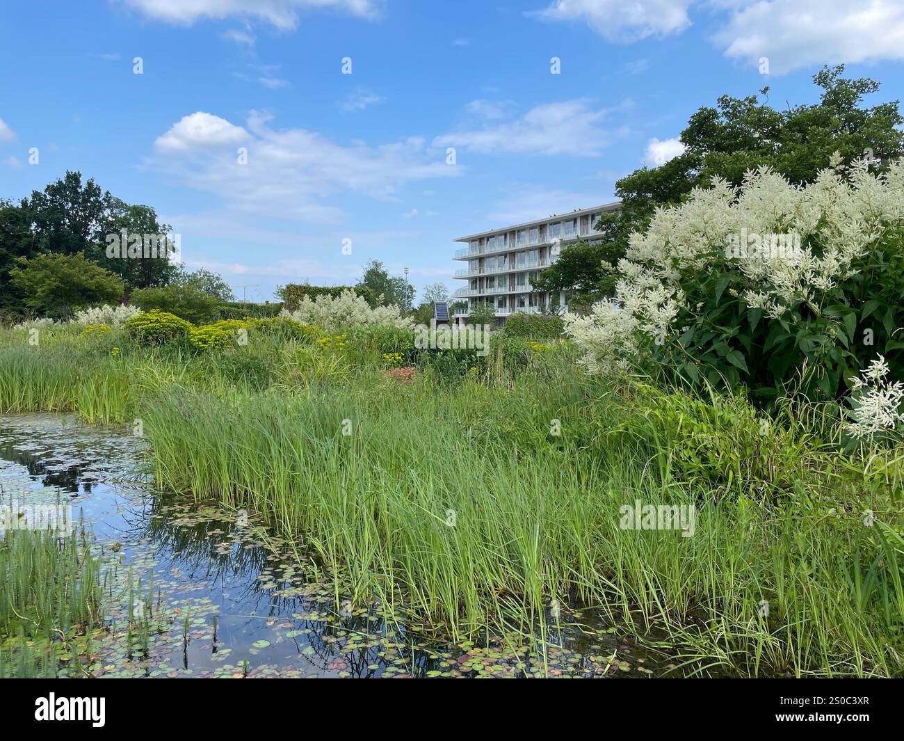 View of Urban green oasis for climate adaptation and biodiversity, city ...