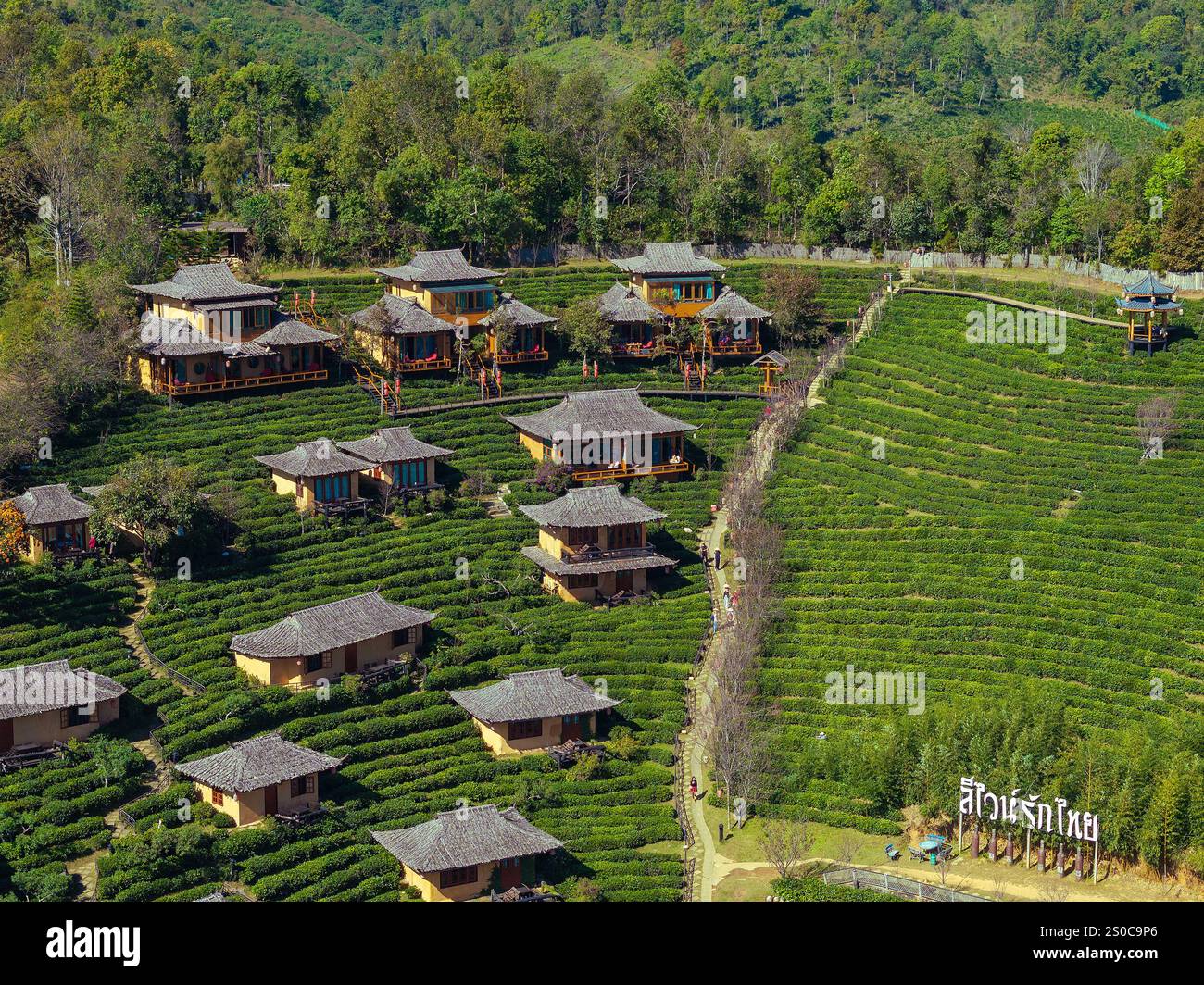 Aerial view of the Chinese village of Ban Rak Thai with tea plantations ...