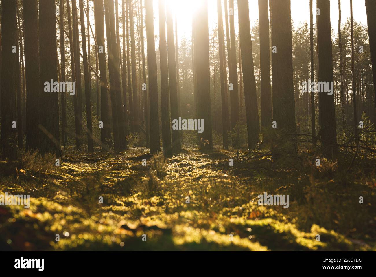 Golden sunlight streams through tall trees in a peaceful forest. Mossy ...