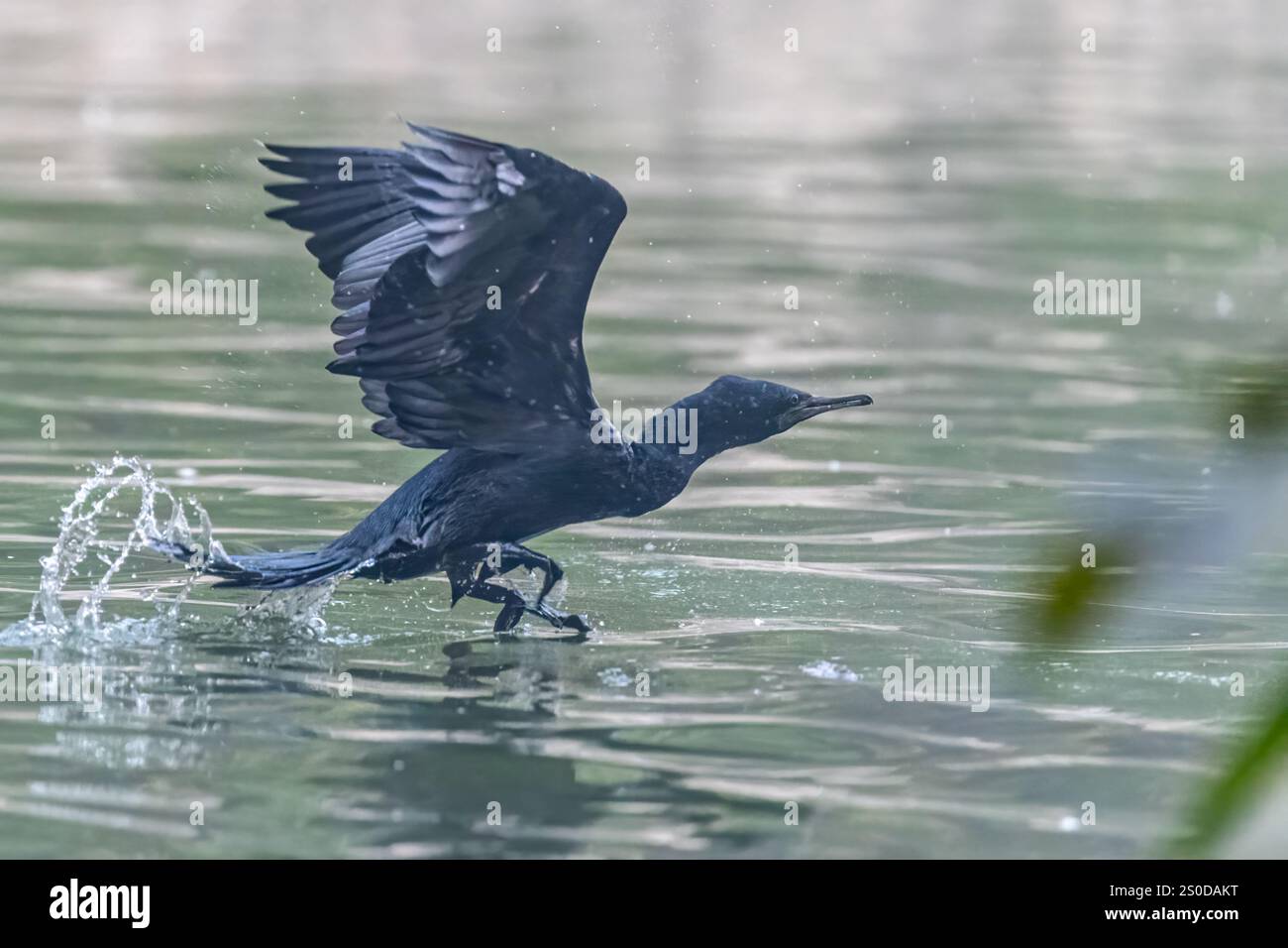 A Cormorant ready to take off Stock Photo