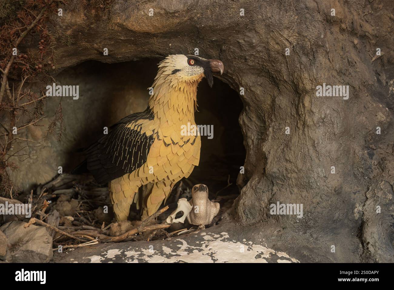 A bearded vulture perched in its rocky nest alongside its chick, showcasing its distinctive plumage and natural environment. Stock Photo