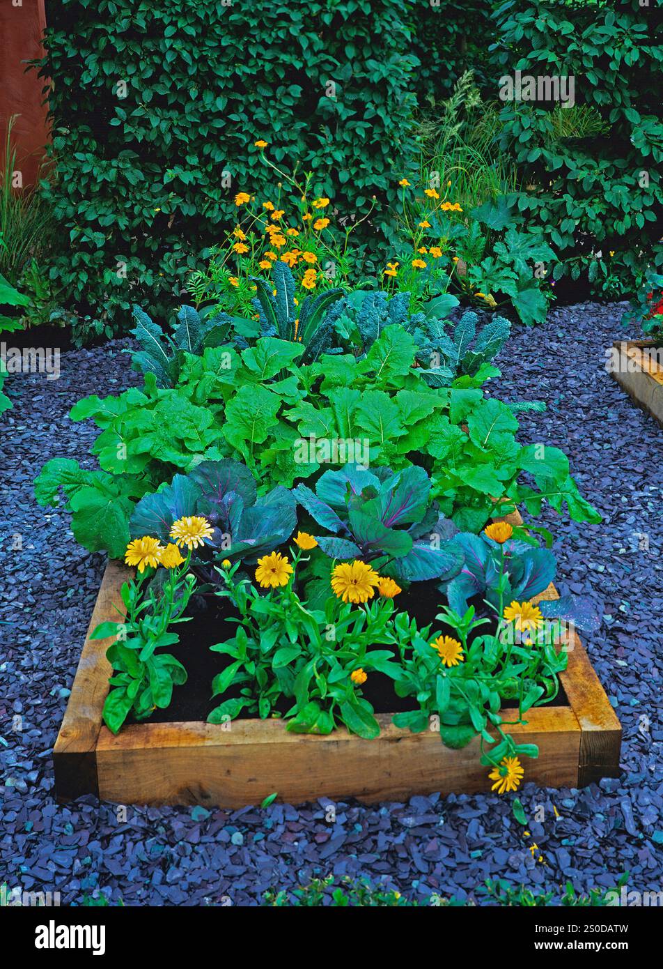 Marigolds and vegetables on a raised bed with slate pathways Stock Photo