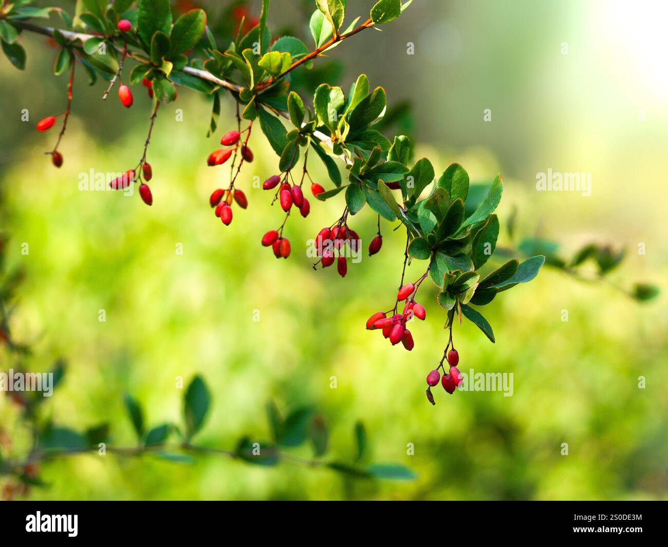 Barberis hi-res stock photography and images - Alamy