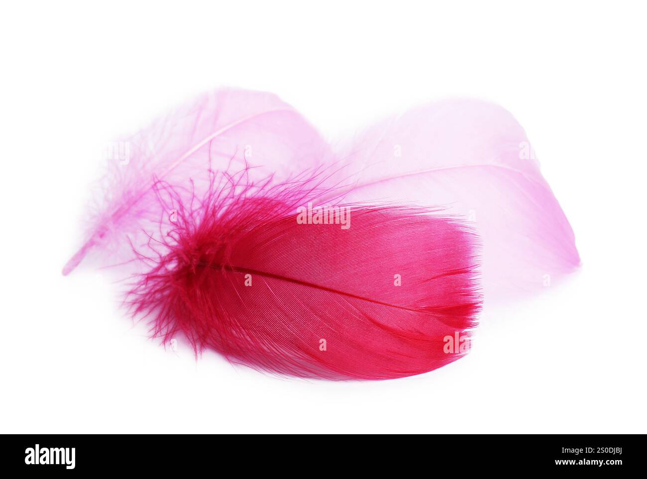 Three fluffy light feathers isolated on white Stock Photo - Alamy