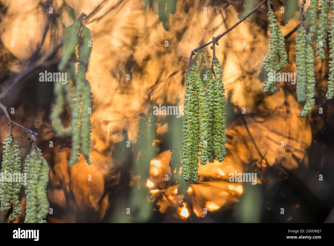 Hazel; Corylus avellana; Catkins; UK Stock Photo