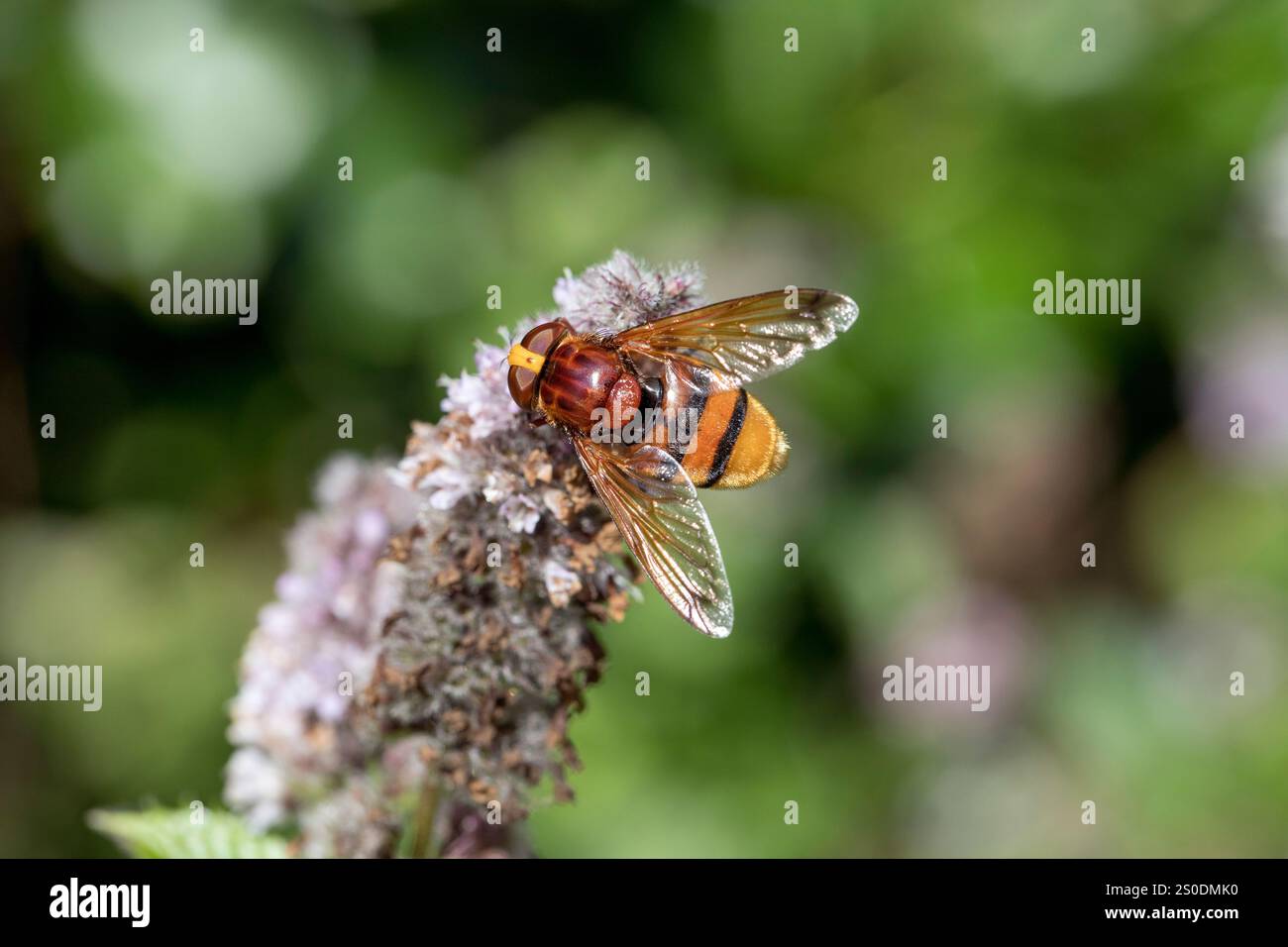 Hornet Hoverfly; Volucella zonaria; Summer; Uk Stock Photo