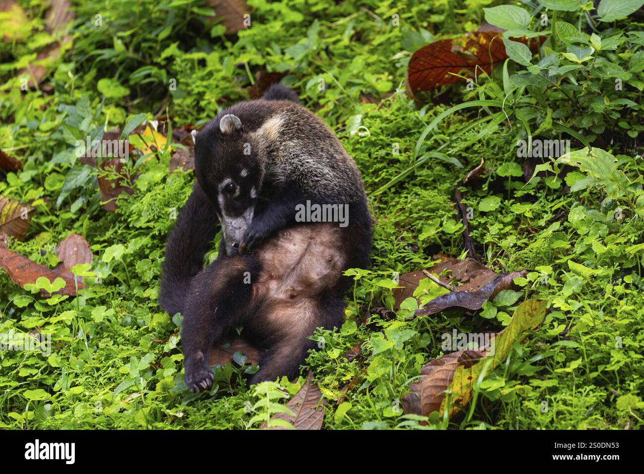 Coati (Nasua narica) scratching its belly, Mammals (Mammalia), Alajuela, Costa Rica, Central America Stock Photo