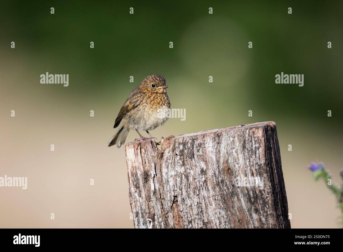 Robin; Erithacus rubecula; Juvenile; UK Stock Photo