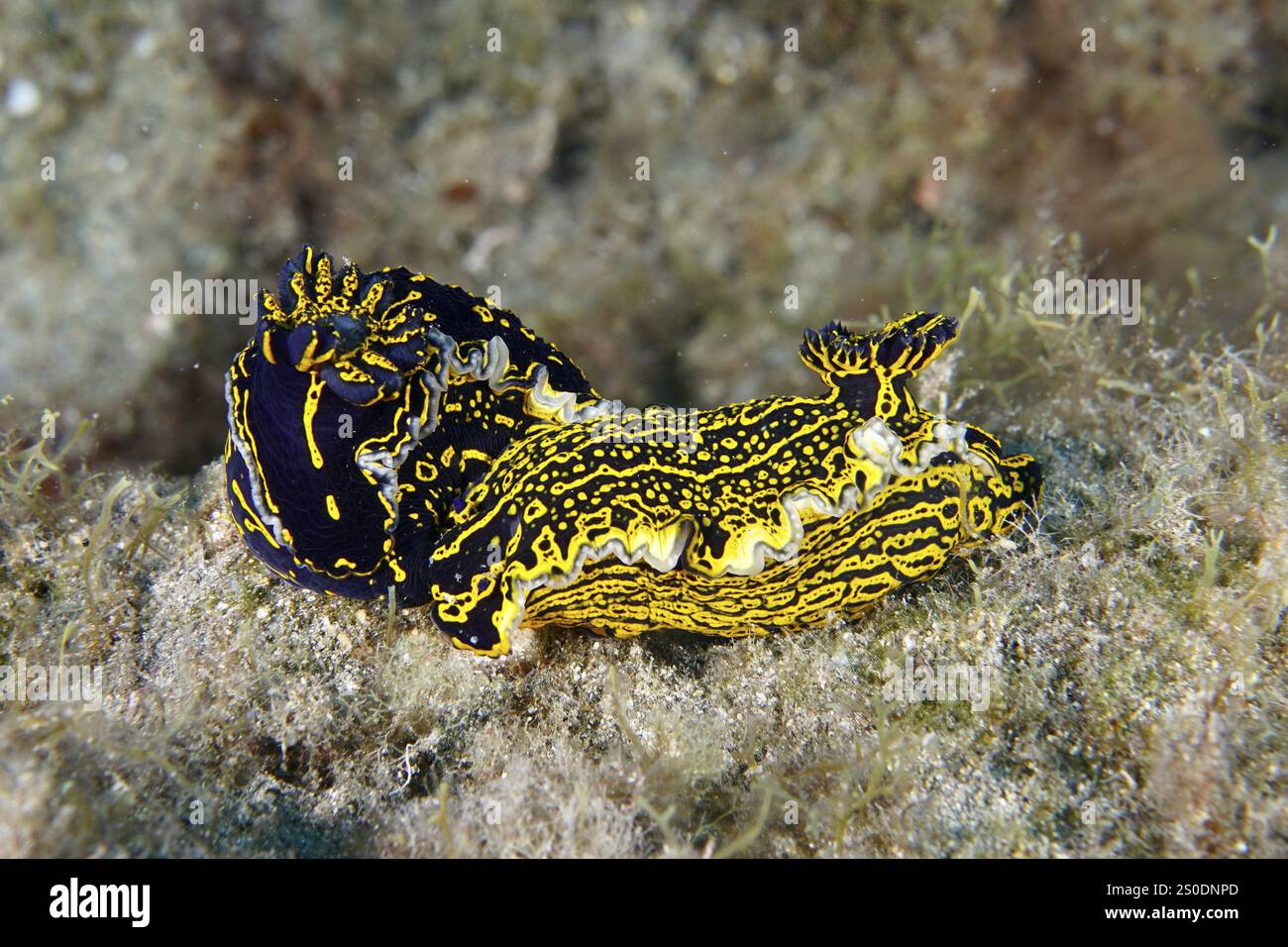 Porno qiz qurilish maydonchasida sikildi