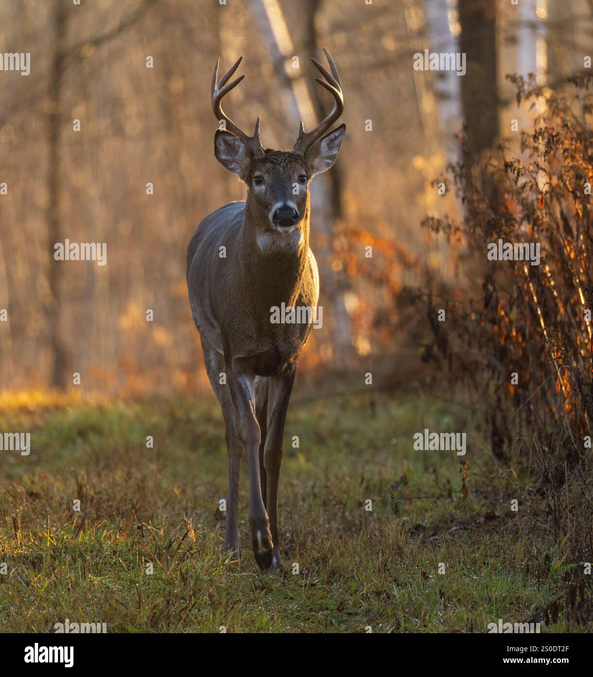Wi Whitetail Rut White-tailed buck during the rut in northern Wisconsin Stock Photo - Alamy