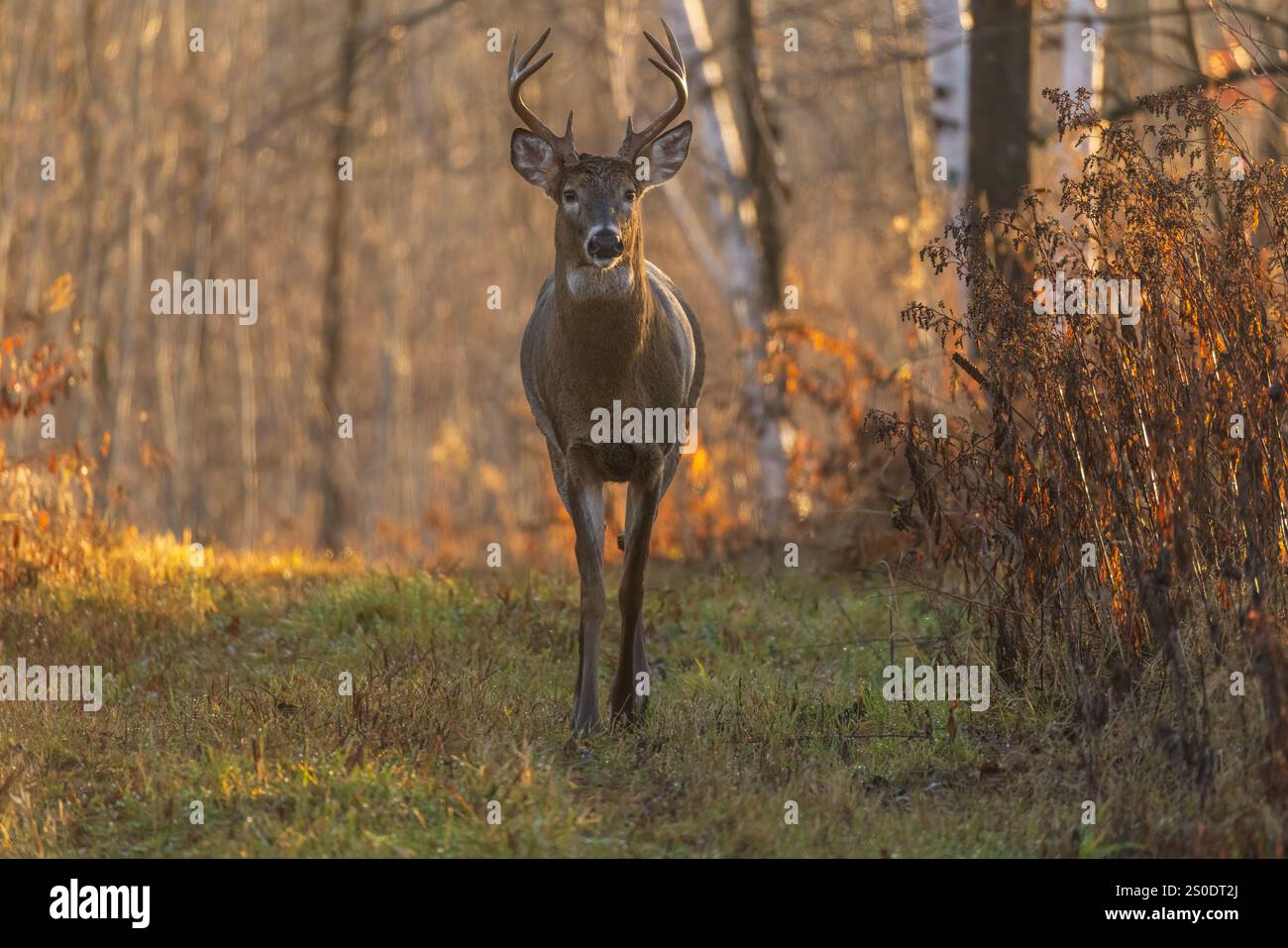 Wi Whitetail Rut White-tailed buck during the rut in northern Wisconsin Stock Photo - Alamy