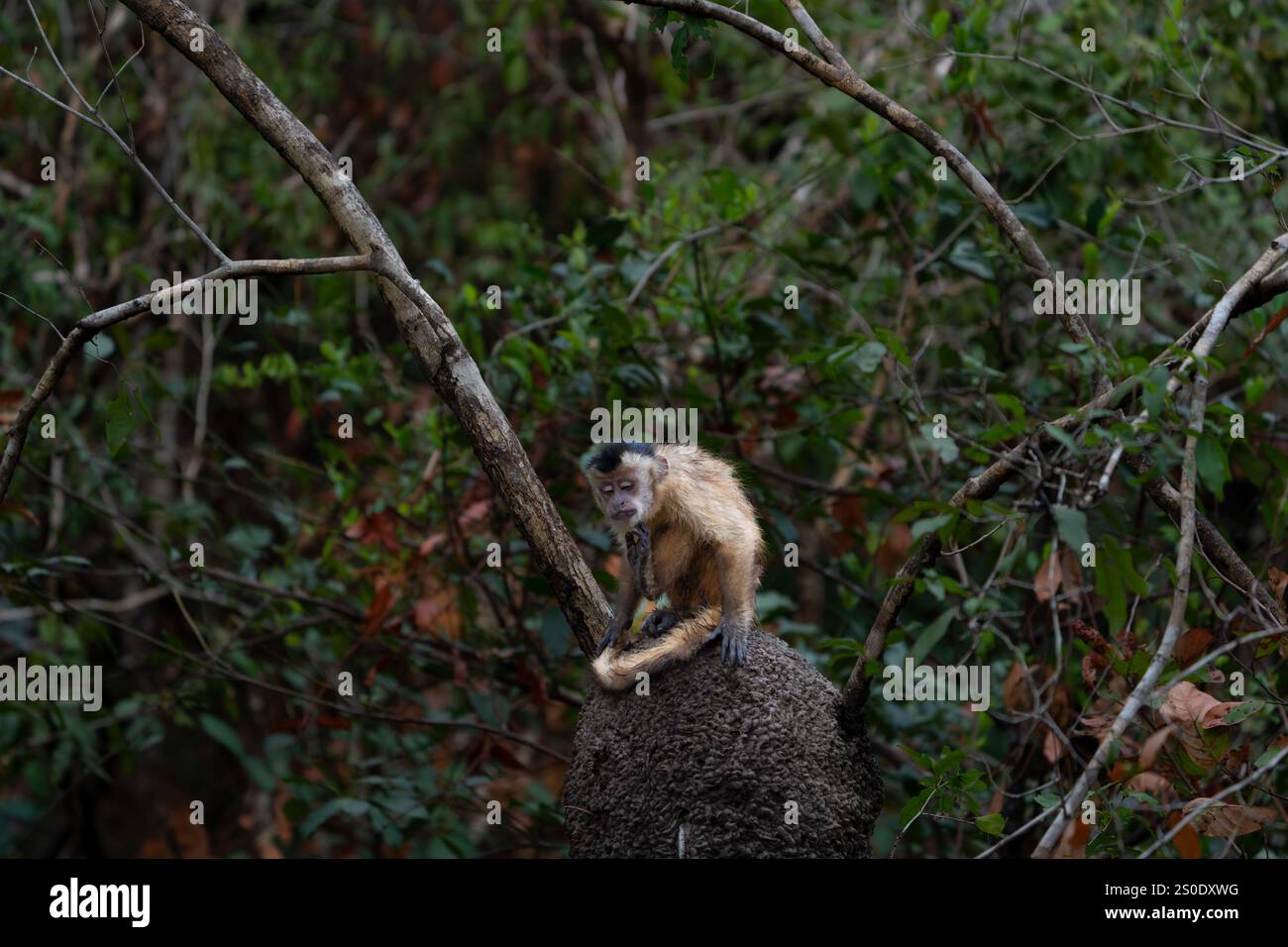 Capuchin Monkey Sitting On Termite Nest In Tree Scratching Chin In Capuchin monkey sitting on termite nest in tree scratching chin in