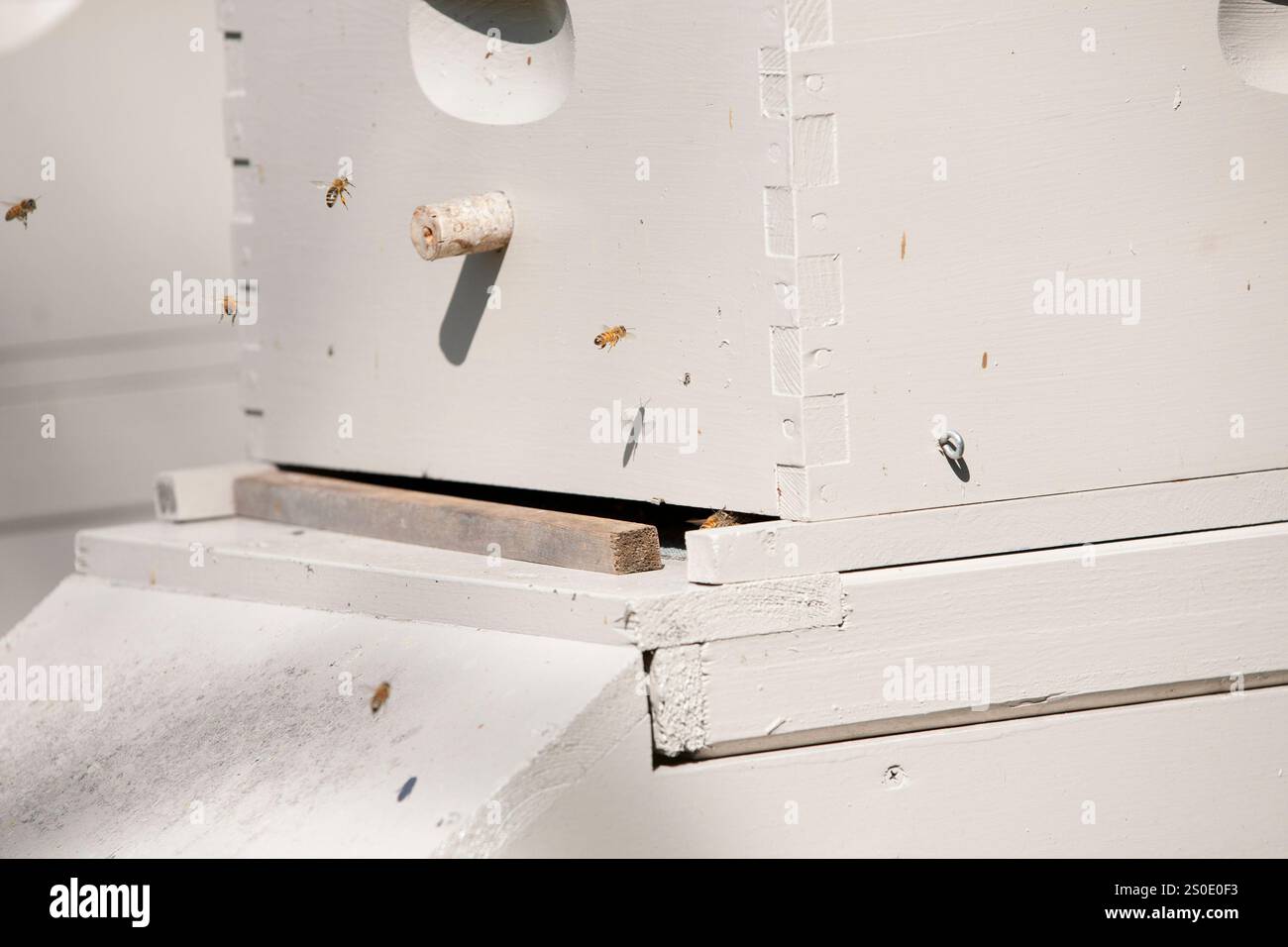 Close up honey bees hive hi-res stock photography and images - Alamy