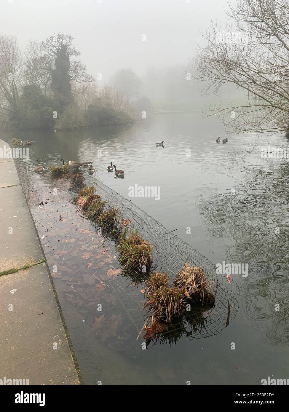 Abington Park Northampton Northamptonshire England UK fog ducks water mist misty place walking view Winter Autumn leaves cold brown Christmas - Smartphone Captured Stock Image