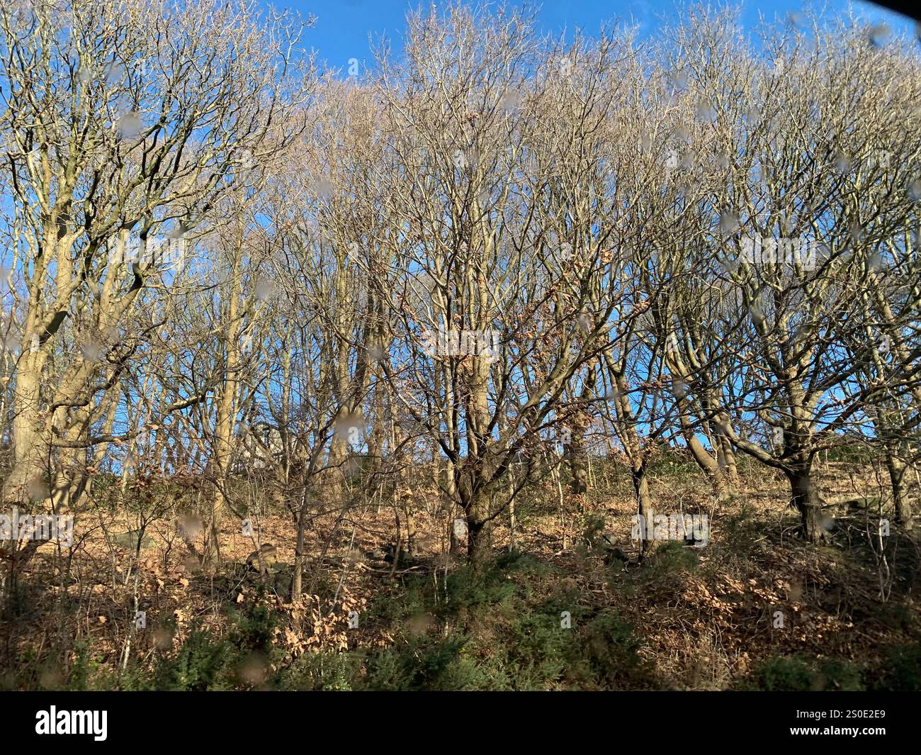 Guiseley North Yorkshire houses trees place town village countryside place sky weather Winter Christmas day place bleak clouds England old types - Smartphone Captured Stock Image