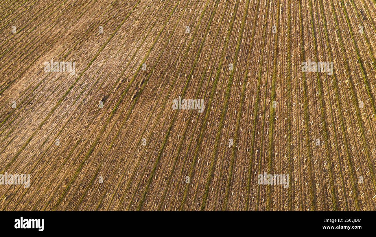 Aerial view of the infinite lines of vineyards in spring. Stock Photo