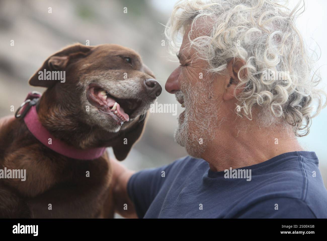 cheerful senior man with his dog in the park bonding Stock Photo - Alamy
