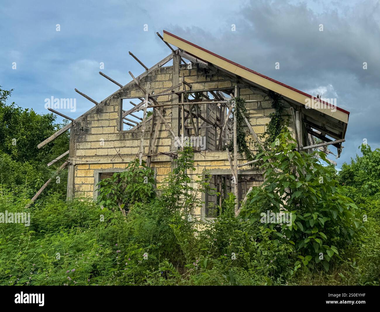 Overgrown house plants hi-res stock photography and images - Alamy