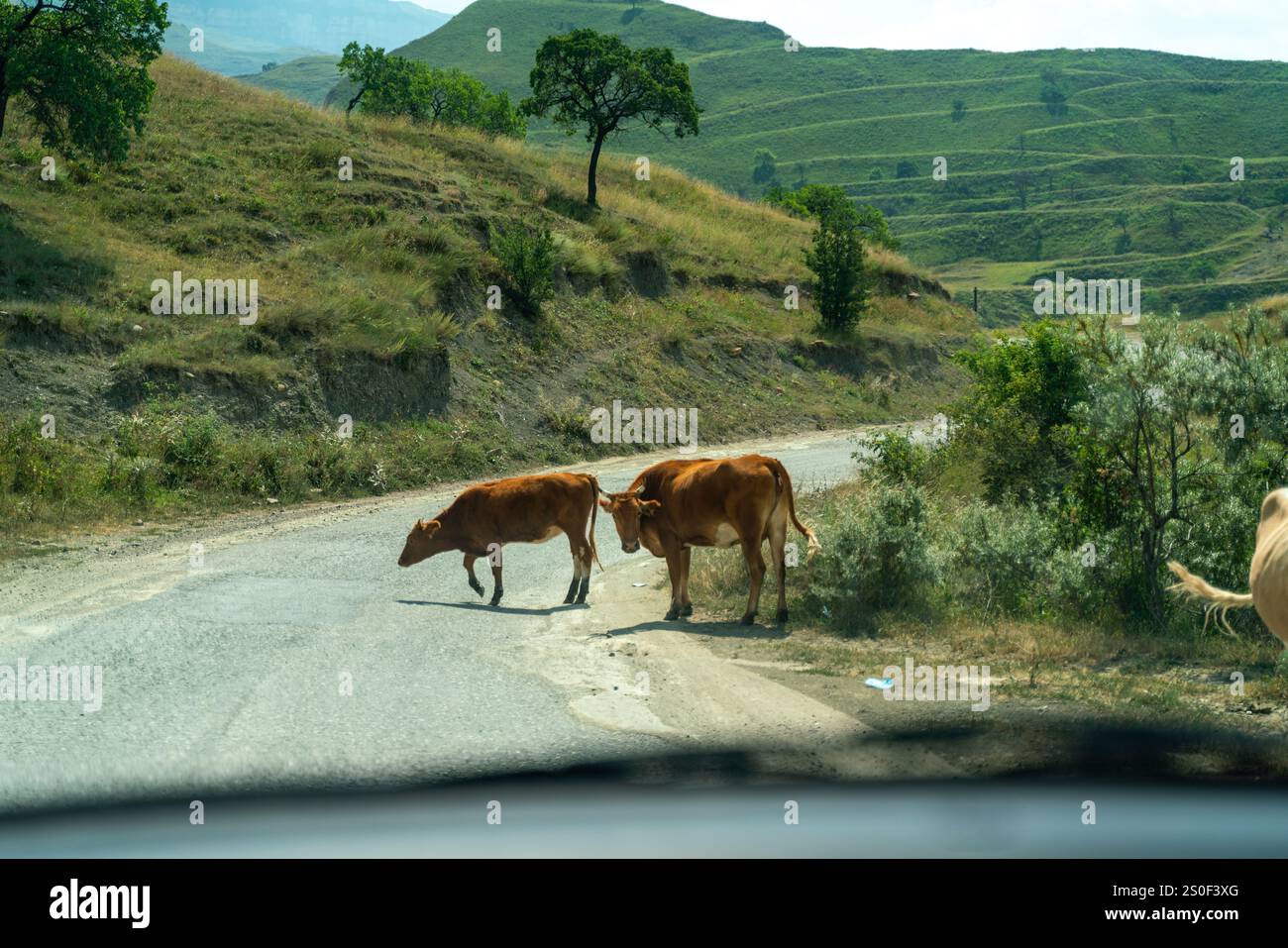 Two cows are walking down a road Stock Photo - Alamy