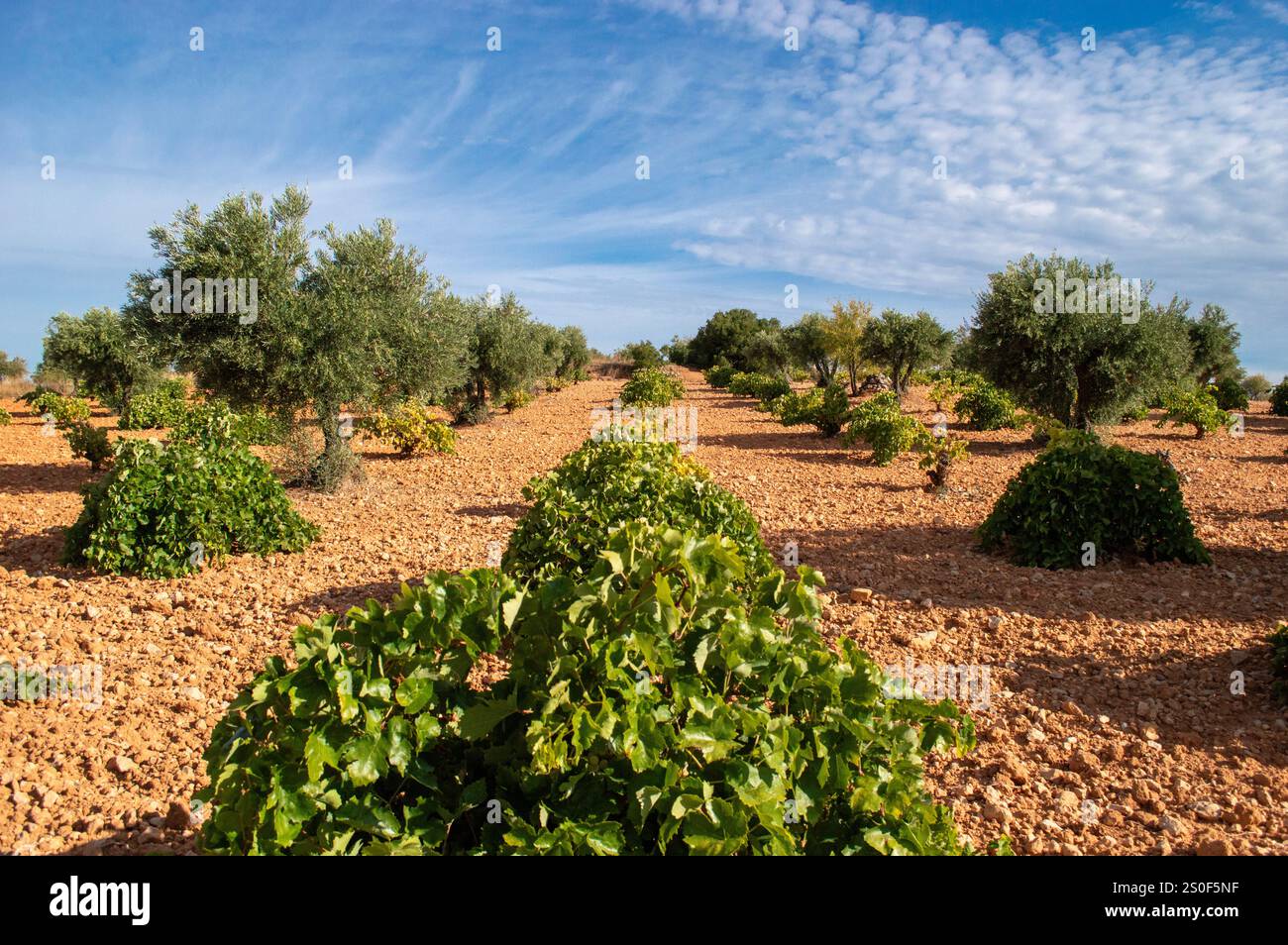 Arbol y plantacion hi-res stock photography and images - Alamy