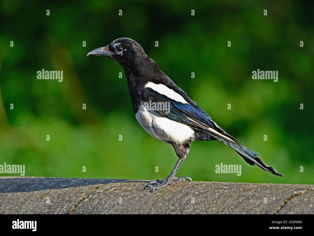 Magpies Are Birds Of Various Species Of The Family Corvidae Like Other 
