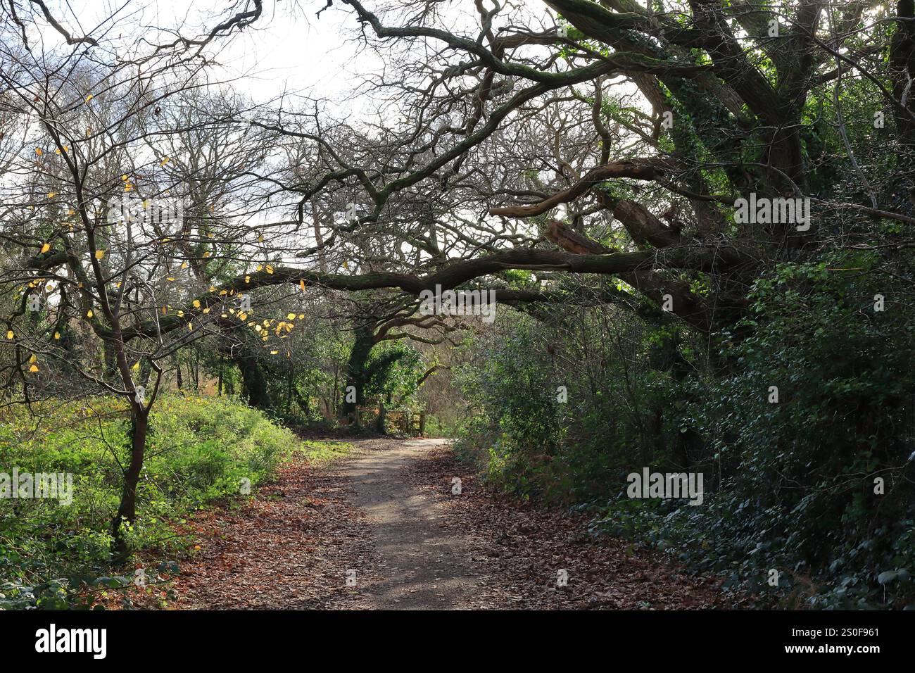 A long and wide woodland footpath with tree branches hanging overhead ...