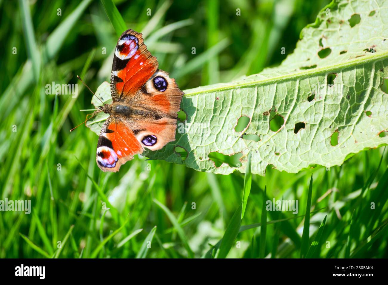 Peacock butterfly (Aglais io) on dock leaf in spring, April, UK Stock ...