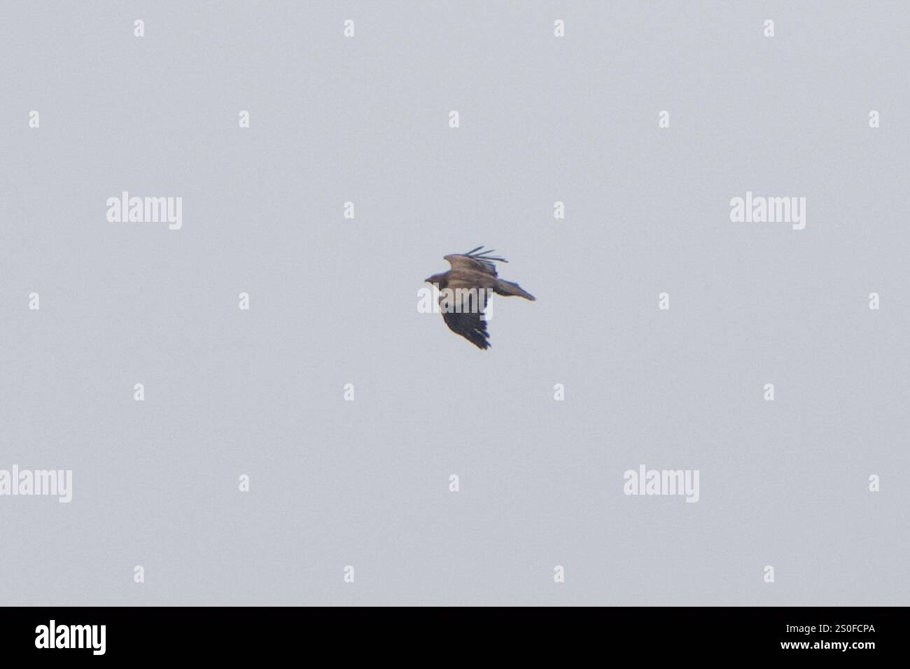 Egyptian Vulture (Canary Islands) (Neophron percnopterus majorensis ...
