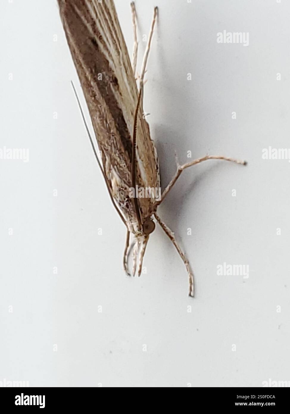 Trissecta Sod Webworm Moth (Pediasia trisecta Stock Photo - Alamy