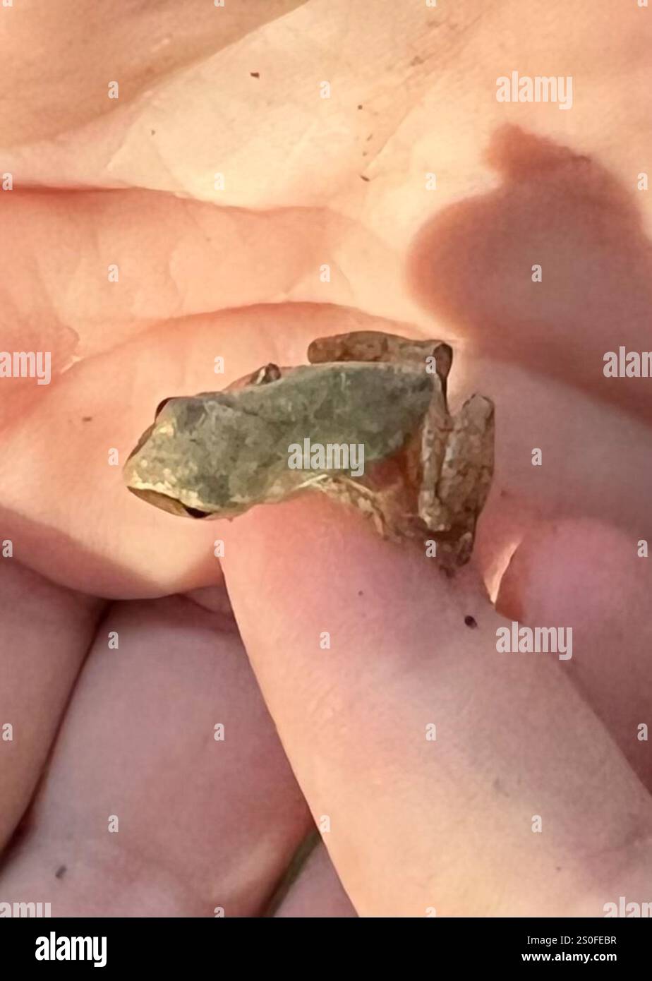 Spring Peeper Dangle Spring Peeper (Pseudacris crucifer Stock Photo - Alamy