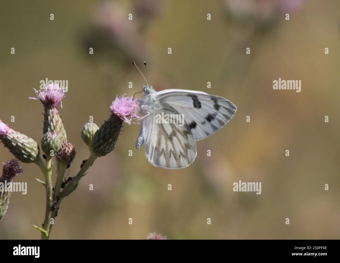 Western White (Pontia occidentalis Stock Photo - Alamy